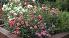 LeJardinDElea_images.jpg